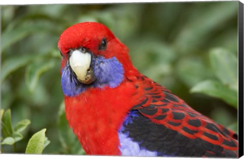 Framed Crimson Rosellas, O&#39;Reilly&#39;s Rainforest, Lamington National Park, Queensland, Australia Print