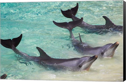 Framed Dolphins, Sea World, Gold Coast, Queensland, Australia Print