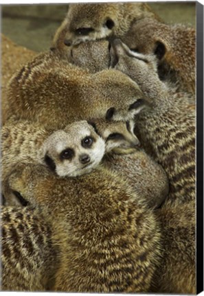 Framed Meerkat Protecting Young, Australia Print