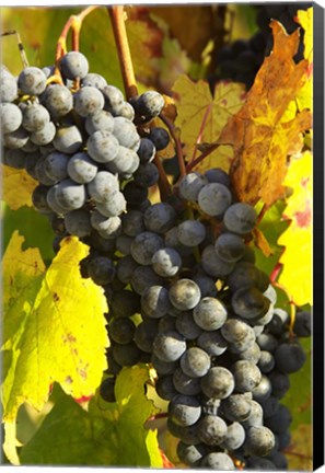 Framed Red Grapes, Boynton&#39;s of Bright Vineyard, near Bright, Victoria, Australia Print