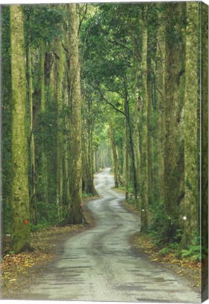 Framed Road through Rainforest, Lamington National Park, Gold Coast Hinterland, Queensland, Australia Print