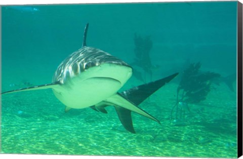 Framed Shark, Sea World, Gold Coast, Queensland, Australia Print