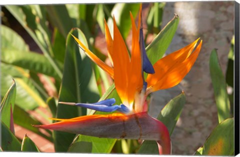 Framed Bird-of-Paradise Flower, Sunshine Coast, Queensland, Australia Print