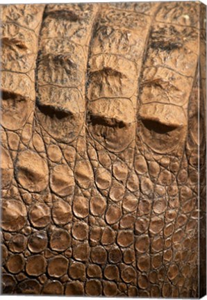 Framed Detail of Crocodile Skin, Australia Print