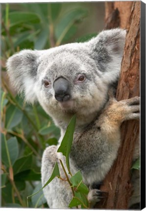 Framed Koala, Australia Print