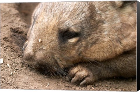 Framed Southern Hairy Nosed Wombat, Australia Print