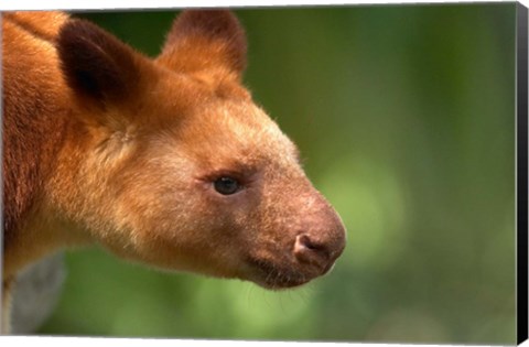 Framed Tree Kangaroo, Australia Print