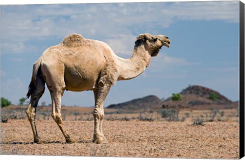 Framed Camel near Stuart Highway, Outback, Northern Territory, Australia Print