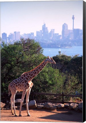 Framed Giraffe, Taronga Zoo, Sydney, Australia Print