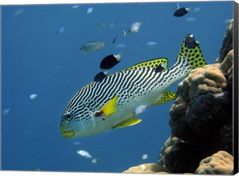 Framed Diagonal-Banded Sweetlips, Great Barrier Reef, Australia Print