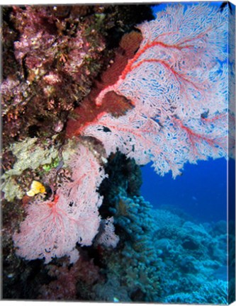 Framed Fan Coral, Agincourt Reef, Great Barrier Reef, North Queensland, Australia Print