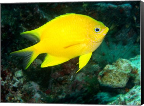 Framed Golden Damsel fish, Great Barrier Reef, Australia Print