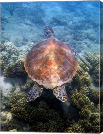 Framed Green Turtle, Low Isles, Great Barrier Reef, North Queensland, Australia Print