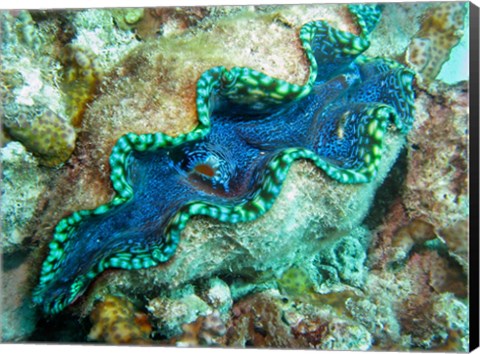 Framed Outlet Siphon, Giant Clam, Agincourt Reef, Great Barrier Reef, North Queensland, Australia Print