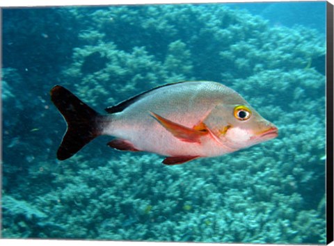 Framed Paddletail fish, Agincourt, Great Barrier Reef, Australia Print