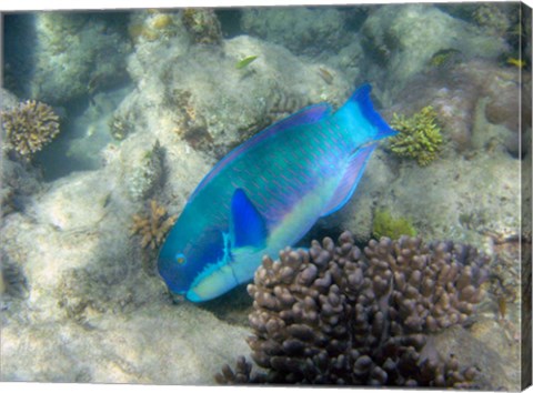 Framed Steephead Parrotfish, Great Barrier Reef, Australia Print