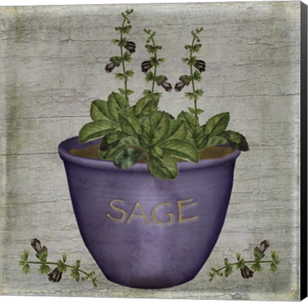 Framed Herb Sage Print