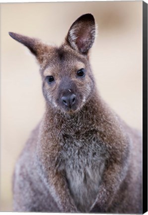 Framed Close up of Red-necked and Bennett&#39;s Wallaby wildlife, Australia Print