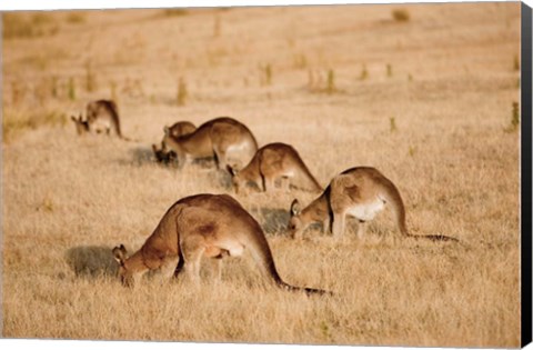 Framed Eastern Grey Kangaroo group grazing Print