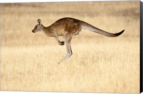 Framed Eastern Grey Kangaroo, Tasmania, Australia Print