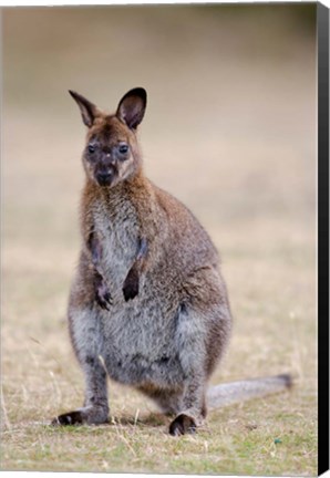 Framed Red-necked and Bennett&#39;s Wallaby wildlife, Australia Print