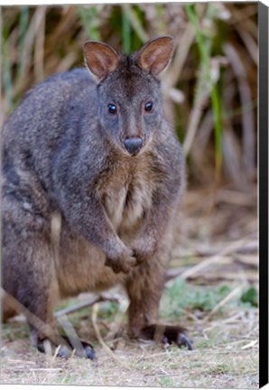 Framed Tasmanian Pademelon wildlife, Tasmania, Australia Print