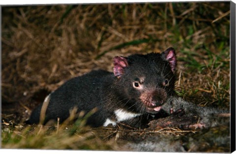 Framed Tasmanian Devil wildlife eating carrion, Tasmania Print