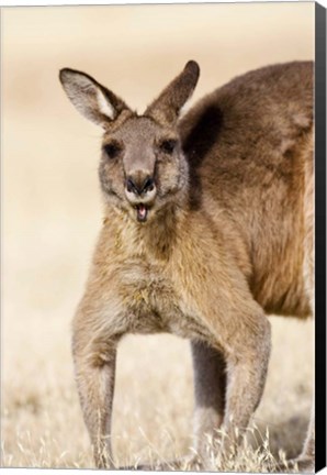 Framed Eastern Grey Kangaroo portrait Print