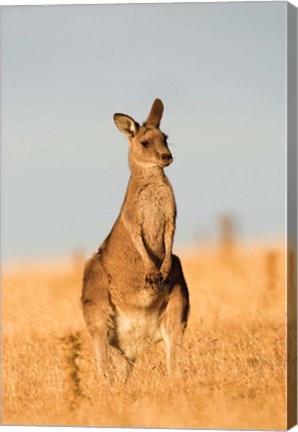 Framed Eastern Grey Kangaroo portrait during sunset Print