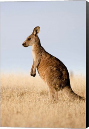 Framed Eastern Grey Kangaroo portrait lateral view Print