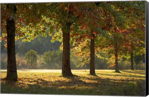 Framed Australia, New South Wales, Khancoban, Autumn Print