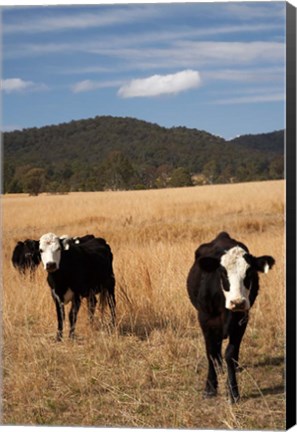 Framed Australia, New South Wales, Wauchope, Cows, Farmland Print
