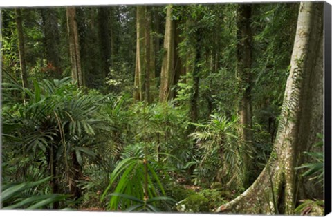 Framed Australia, NSW, Rainforest Trees, Wonga Walk, Dorrigo NP Print