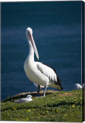 Framed Australian Pelican bird, Blacksmiths, Australia Print