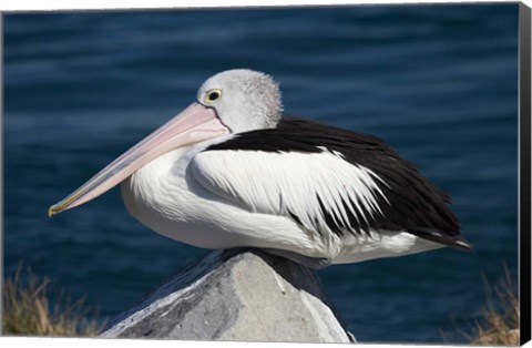 Framed Australian Pelican bird, Blacksmiths, NSW, Australia Print