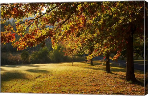 Framed Autumn Trees in Khancoban, Snowy Mountains, New South Wales, Australia Print