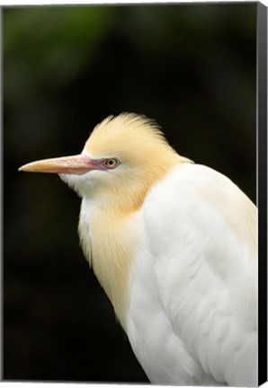 Framed Cattle Egret (Ardea ibis), North Queensland, Australia Print