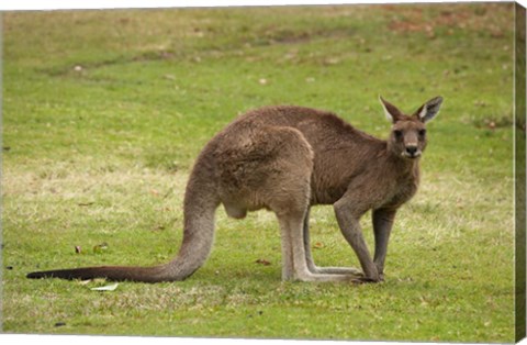 Framed Kangaroo, Trial Bay, New South Wales, Australia Print