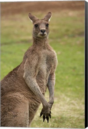 Framed Kangaroo, Trial Bay, New South Wales, Australia Print