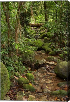 Framed Stream, Wooroonooran National Park, North Queensland, Australia Print