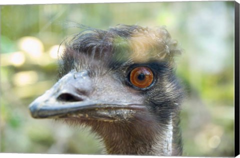 Framed Emu&#39;s face, Taronga Zoo, Sydney, NSW, Australia Print