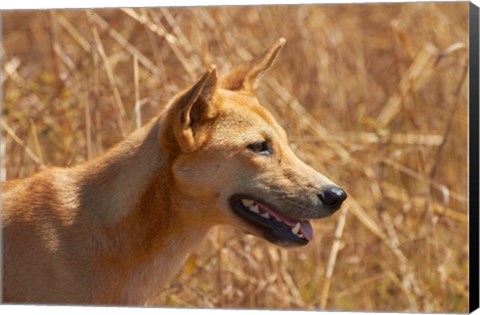 Framed Dingo wildlife, Kakadu NP, Northern Territory, Australia Print