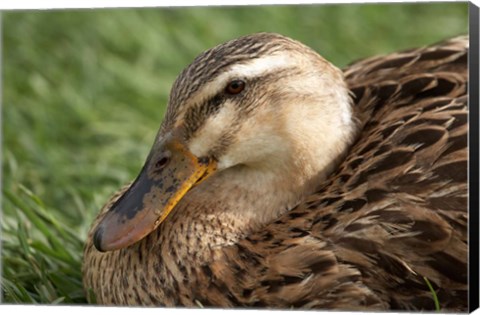 Framed Duck, Richmond, Tasmania, Australia Print