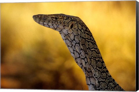 Framed Perentie, Uluru-Kata Tjuta National Park, Australia Print