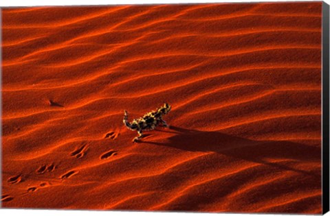 Framed Thorny Devil, Central Desert, Australia Print