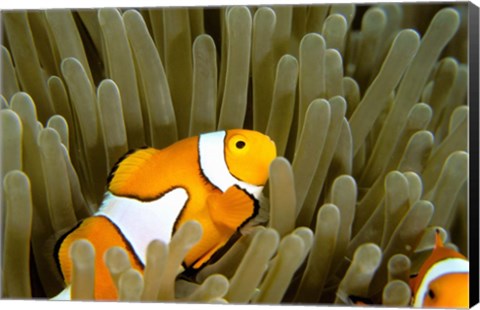 Framed Australia, Great Barrier Reef, Clown fish Print