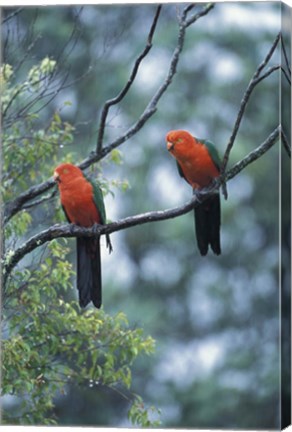 Framed Male Australian King Parrots, Queensland, Australia Print