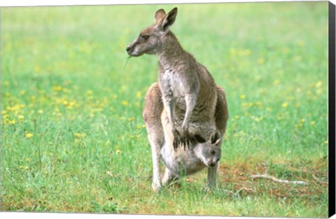 Framed Australia, Kangaroo Island, Western Gray Kangaroos Print