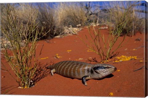 Framed Blue-tongued Skink lizard, Ayers Rock, Australia Print