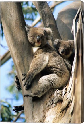 Framed Mother and Baby Koala on Blue Gum, Kangaroo Island, Australia Print